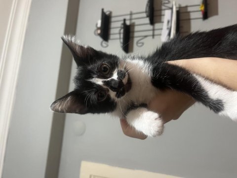Köpeğimiz olduğu için acil sahiplendiriyoruz tekir