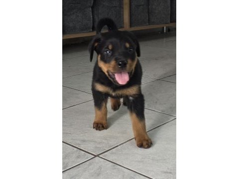 A kalite erkek rottweiler yavruları