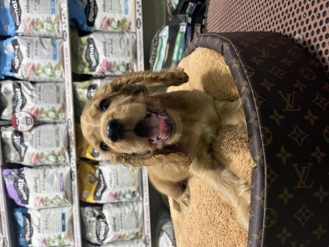 Cocker spaniel yavrumuz