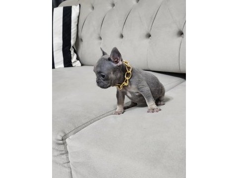 Lilac tan french bulldog dişi yavru micro boy exotic