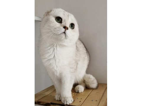 Scottish fold shorthair ns11 erkek