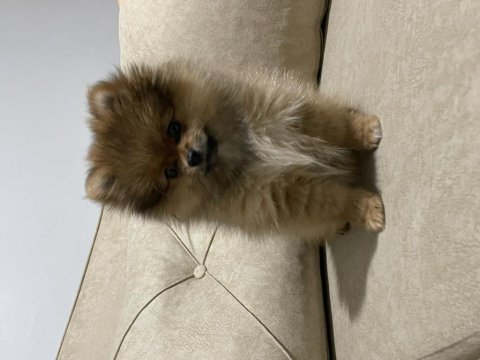 2 aylık tuvalet eğitimli dişi pomeranian uygun