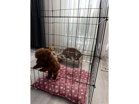 2 aylık yavru toy poodle