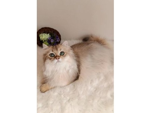 British longhair lilak golden erkek sevimli cana yakın