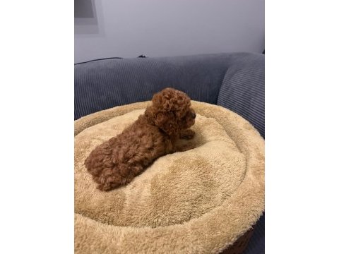 Poodle kore teacup 3.5 aylık dişi