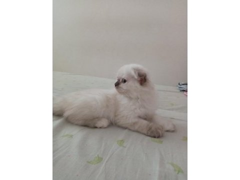 Uyguna brittish longhair acil 2 aylık dişi
