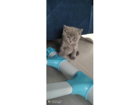 British longhair saf ırk 1 erkek ve 1 dişi