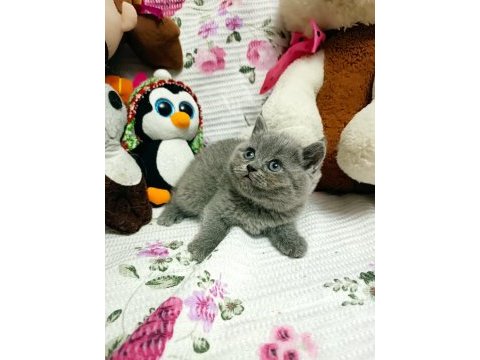 A kalite british shorthair yavrular yeni sahiplerini arıyor