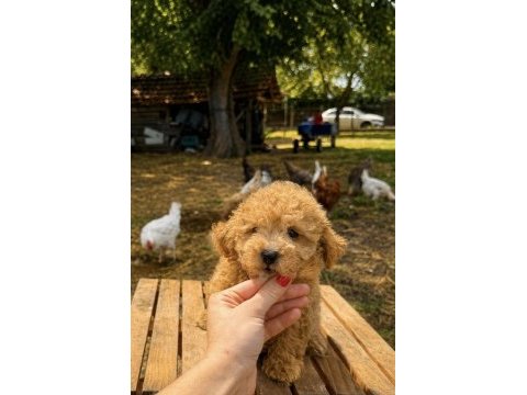 Maltipoo üst düzey erkek yavrumuz