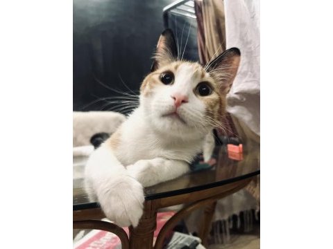 Bayramın ilk günü kapı önüne kondu
