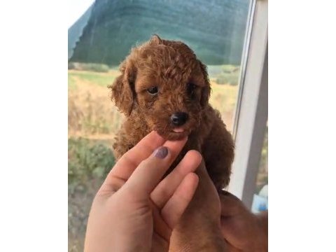 Muhteşem poodle mınıkler