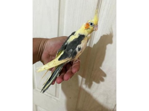 40 günlük full evcil pied renk bebek sultan