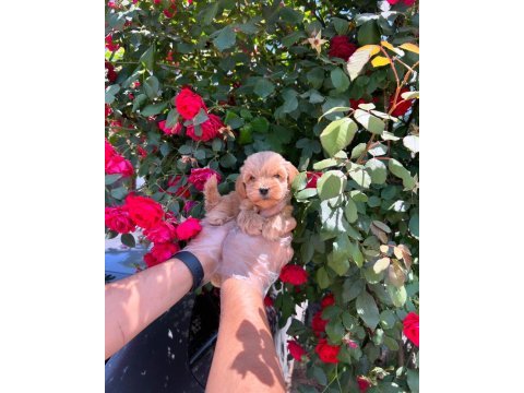 Irk garantili orijinal maltipoo yavrular