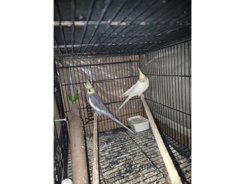 Çift sultan papağanı yavru almak isteyen için