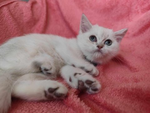 Yeni yuvalarına gitmeye hazır british shorthair kediler