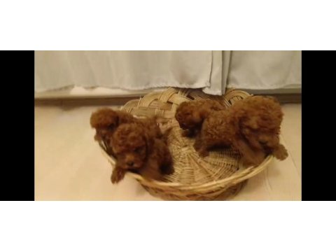 Red brown toy poodle bebekler yeni yuvalarını bekliyorlar