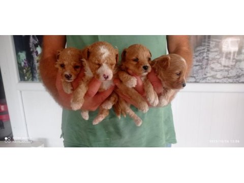 Badem şekerleri maltipoo