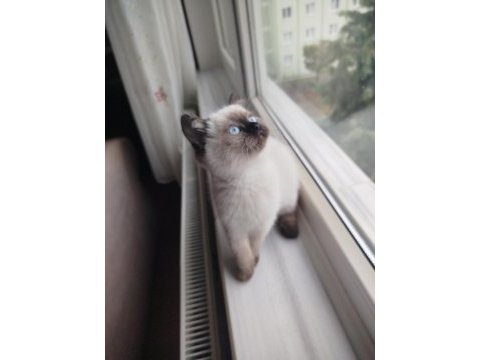Colorpoint shorthair erkek uyguna