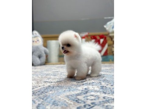 En güzel pomeranian boo yavrularımız