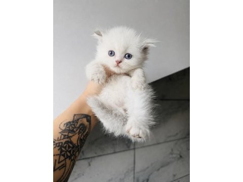 British longhair blue point