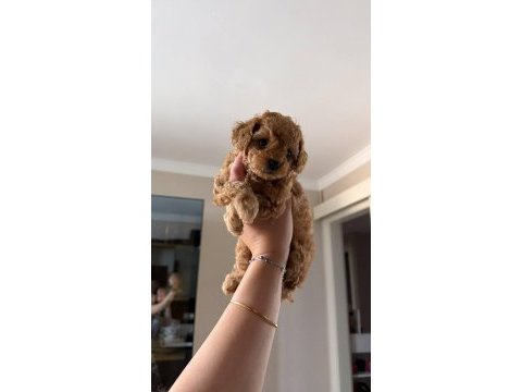 Orijinal 2 aylık toy poodle