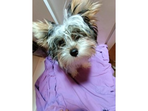Yorkshire terrier 3 aylık