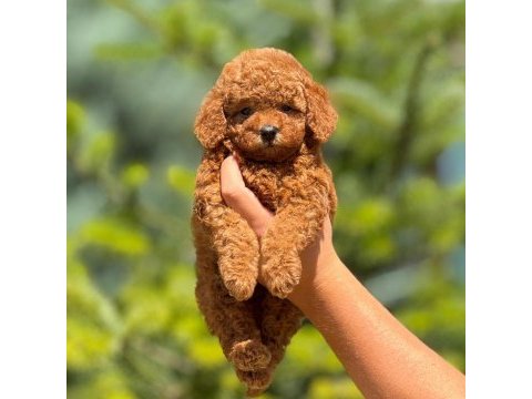 Toy poodle bebek köpekler