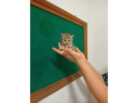 British shorthair yavrular 40 günlükler
