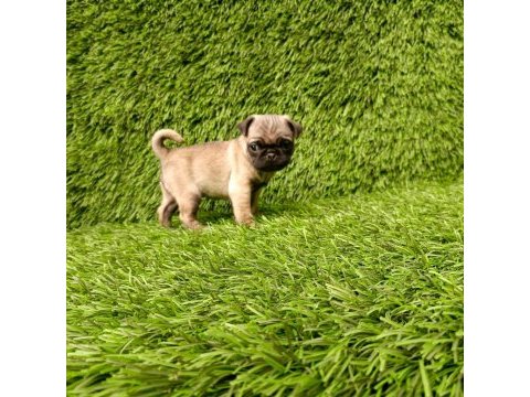 Pug mops kusursuz guzellikler