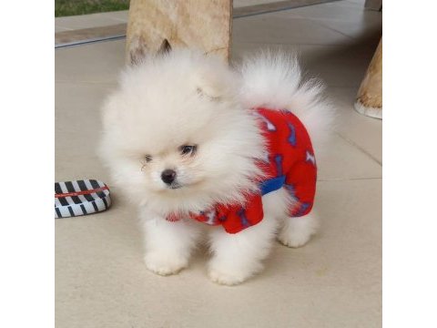 Pomeranian boo yavruları