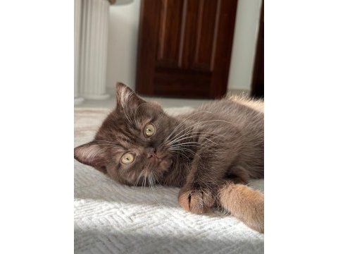 Chocolate british shorthair 7 aylık
