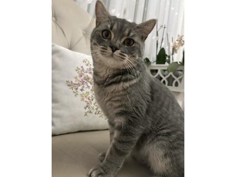 British shorthair kedimizi ücretsiz sahiplendirme