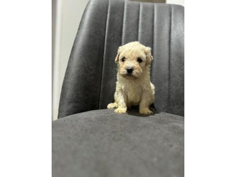 Maltipoo adrese teslim, kapıda ödeme yapabilirsiniz