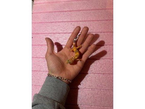 Leopard gecko garantili morph