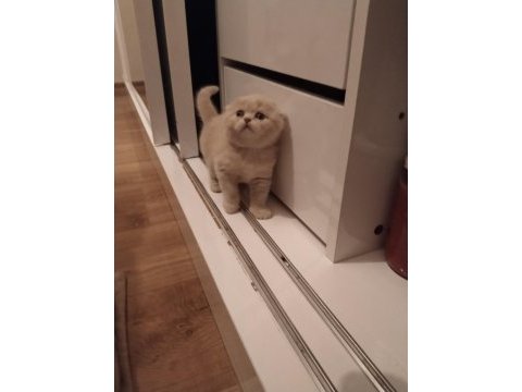 Müthiş scottish fold bebekler