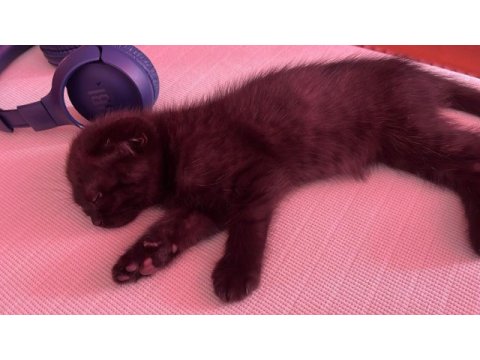 Oyuncu scottish fold kızım