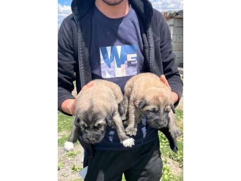 Köpekler 81 ile sorunsuz gönderim var
