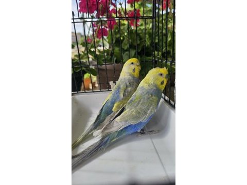 Rengarenk üst vasıf rainbow muhabbet takımlar