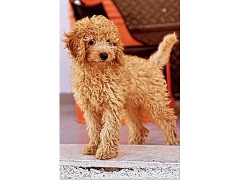 4 aylık tuvalet eğitimli sevimli poodle