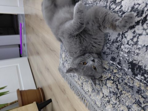 British shorthair acil sahiplenilmesi gerekiyor