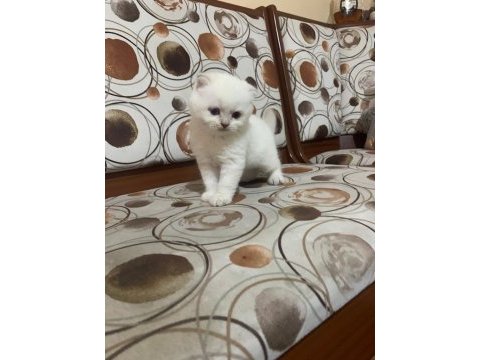 Scottish fold blue point ayı surat yavru