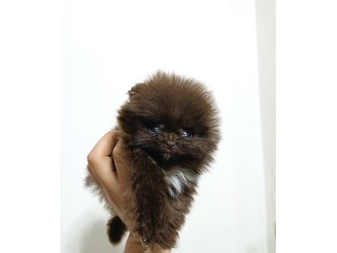 Pomeranian 2 aylık