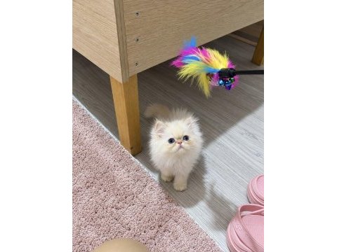 Persian yavrusu erkek