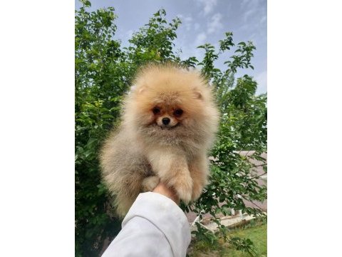 Pomeranian yavrular