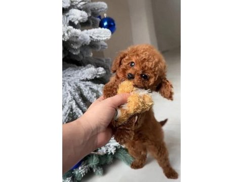 Şampiyon kore poodle bebeklerim