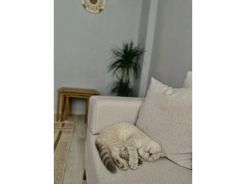 7 aylık erkek scottish fold