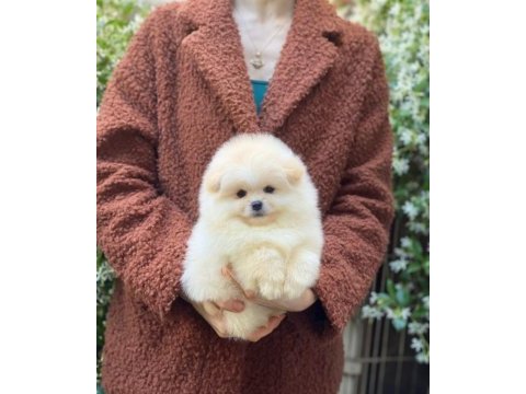 Orjinal pomeranian
