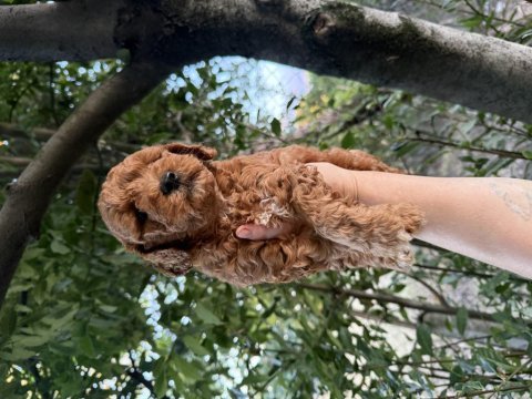 Redbrown maltipoo 
