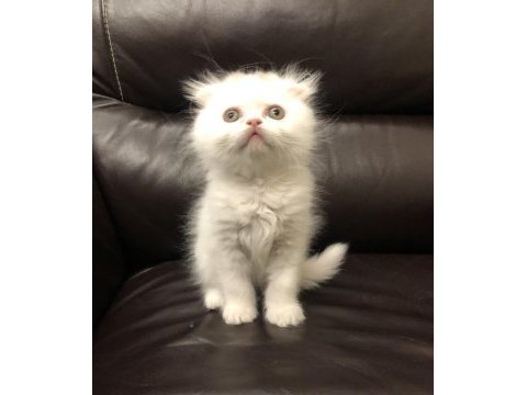 Safkan scottish fold - longhair