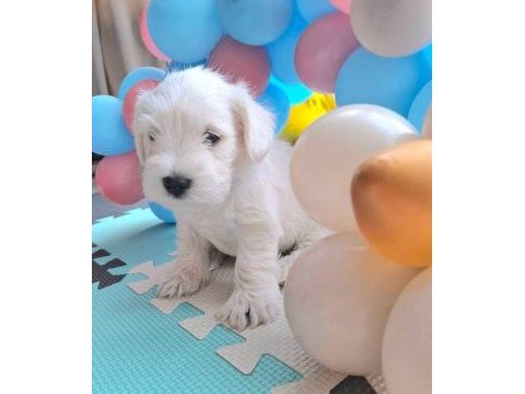 Minyatür schnauzer bebekler